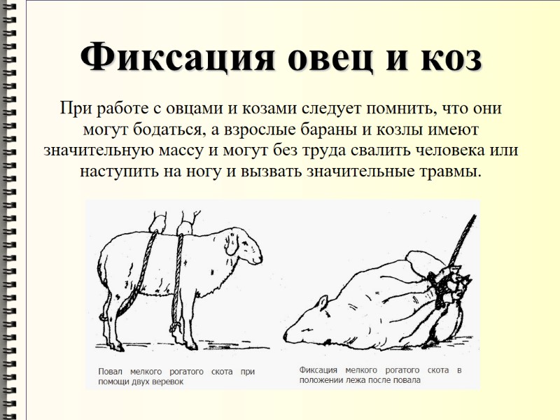 Фиксация овец и коз При работе с овцами и козами следует помнить, что они